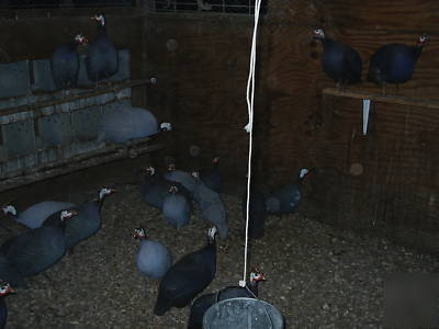 12 helmeted guinea hatching eggs 1 doz (12)