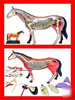 Horse anatomy model racing veterinary vertebrae animal