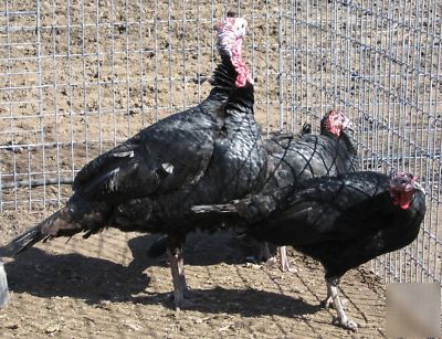 Black spanish turkey hatching eggs- heritage breed