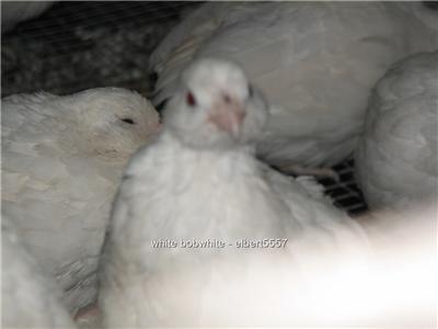 20+fresh white bobwhite quail hatching eggs *ready now