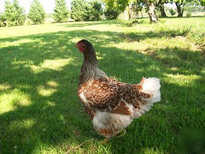 8+blue laced red wyandotte hatching eggs/big&beautiful