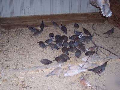 Gambel quail hatching eggs 6+