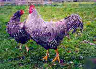12 plymouth barred rock chicken hatching eggs #1 layers
