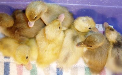 36 assorted duck hatching eggs*cambells,sweedish,runner