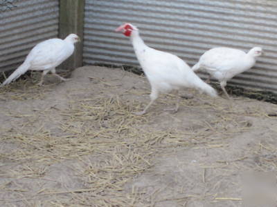 White pheasant eggs