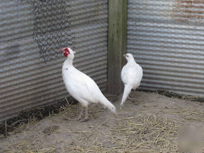 White pheasant eggs