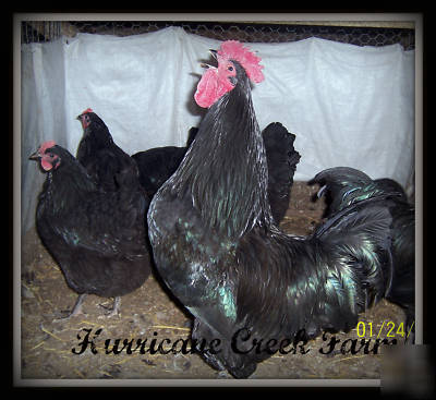 10+ black australorp chicken hatching eggs
