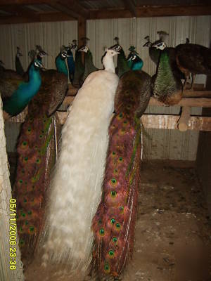 4 assorted peacock hatching eggs for incubating
