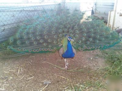 4 assorted peafowl / peacock hatching eggs