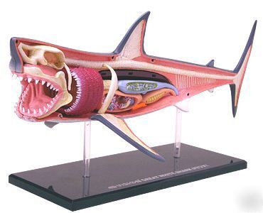 Biology white shark anatomy model 4D vision puzzle