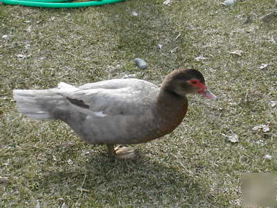 6+ blue, chocolate & fawn muscovy duck hatching eggs 