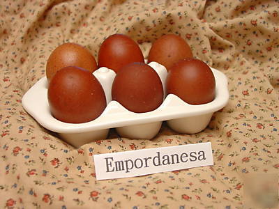 White empordanesa chicken hatching eggs ~rare dark~ 10+