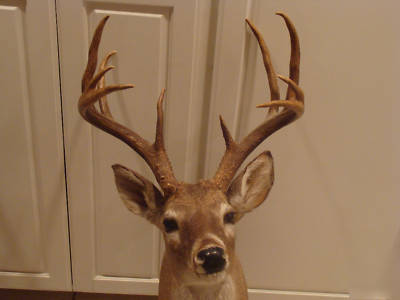 Taxidermy whitetail deer mount stuffed head decor ten 