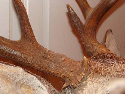 Taxidermy whitetail deer mount stuffed head decor ten 