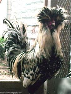 24+assorted standard breeds-pure breed-hatching eggs-s