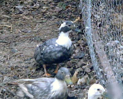 4 blue call duck ducks hatching eggs incubator ready 