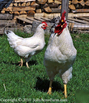 Delaware chicken 12+ hatching eggs incubator farm 4/26