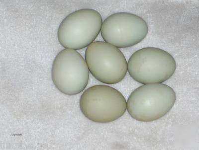 10 + ameraucana chicken hatching eggs, fresh, fertile