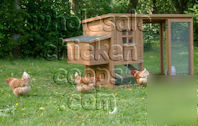 Chicken coop, hen house, poultry model HSS09