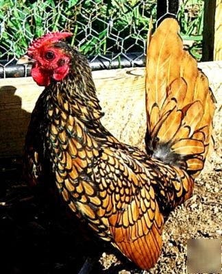 Golden sebright chicken hatching eggs ~tiny & sweet~10+