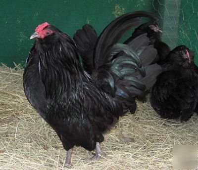 12VERY rare sq black d'anver bantam hatching eggs