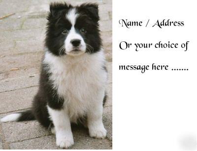 Border collie puppy - 21 x cute address labels