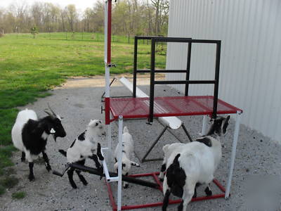Goat sheep fitting milking hoof trimming stand lift 32