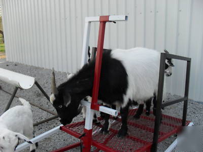 Goat sheep fitting milking hoof trimming stand lift 32