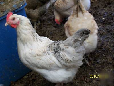 Fertile papiseed chicken eggs for hatching 18