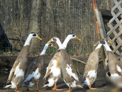 8+ sq penciled indian runner duck hatching eggs