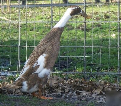 8+ sq penciled indian runner duck hatching eggs