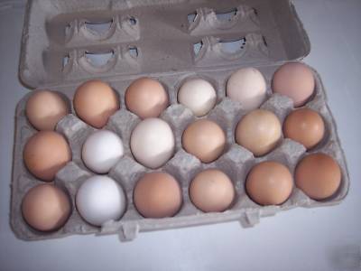 18 + barnyard mix chicken hatching eggs