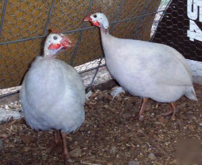 24+ guinea fowl hen hatching eggs 23 + rare colors npip