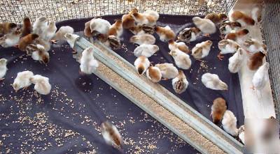 24+ guinea fowl hen hatching eggs 23 + rare colors npip