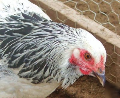 Light brahma chicken hatching eggs ~gentle giants~ 10+