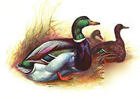 4 rouen duck hatching eggs 4 mini incubator