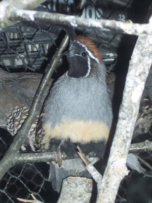 Gambel quail hatching eggs 6+