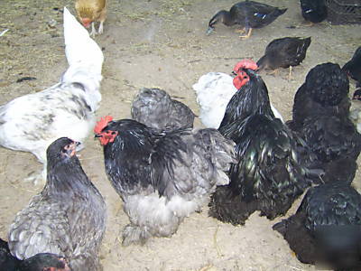 12+ giant cochin hatching eggs blue, black, splash