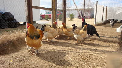 12 buff brahmas (standard) hatching eggs pure breeds.