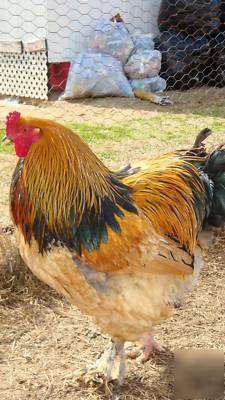 12 buff brahmas (standard) hatching eggs pure breeds.