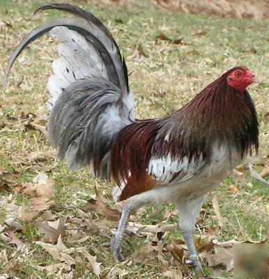 6 montgomery blue traveler gamefowl hatching eggs rare