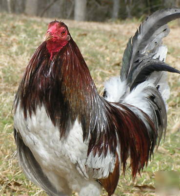6 montgomery blue traveler gamefowl hatching eggs rare