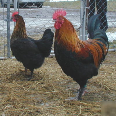 French black copper marans maran 18 eggs hatching npip