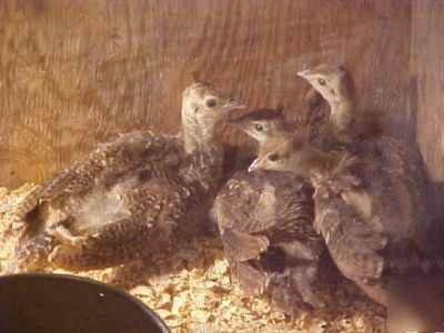 4 assorted peacock hatching eggs for incubating