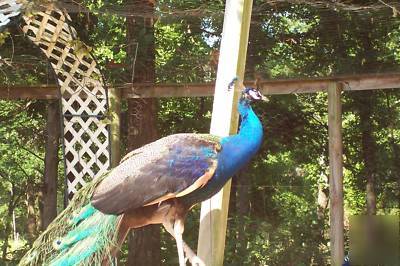 4 assorted peacock hatching eggs for incubating