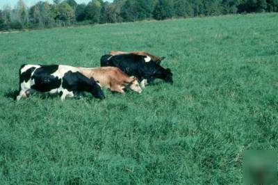 Tifton 9 bahia ( certified ) grass seeds 2LBS. 