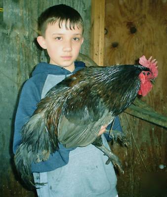 12+ rare blue jersey giant hatching eggs big birds