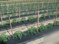 Plastic mulch film 4' black 2400' 1.25 mil row cover