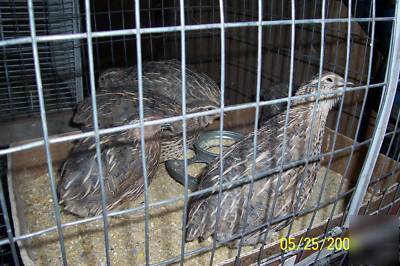 Quail pharoah 20 + jumbo fertile eggs hatching coturnix