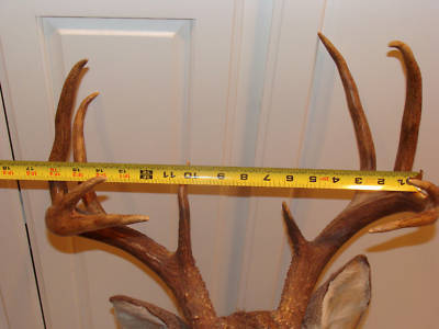 Taxidermy whitetail deer mount stuffed head decor ten 